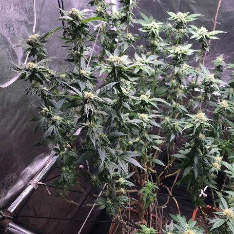 Ice cream cake growlog photo: 4semana flora