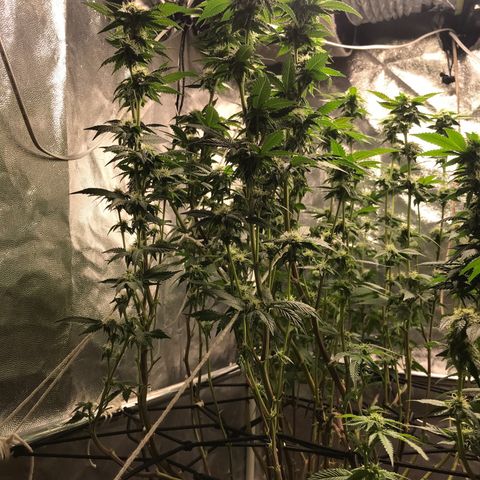 Ice cream cake growlog photo: 4semana flora