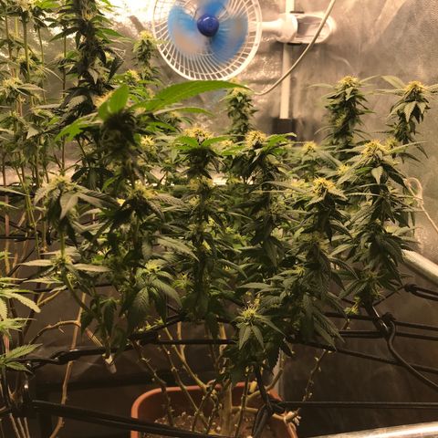 Banana clone  growlog photo: 4 semana flora 