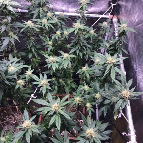 Banana clone  growlog photo: 4 semana flora 