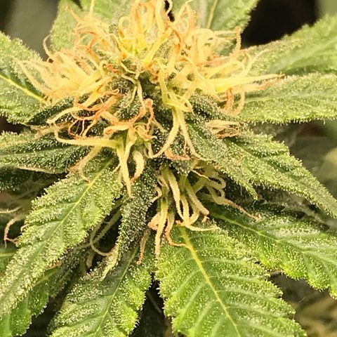 Banana clone  growlog timeline photo
