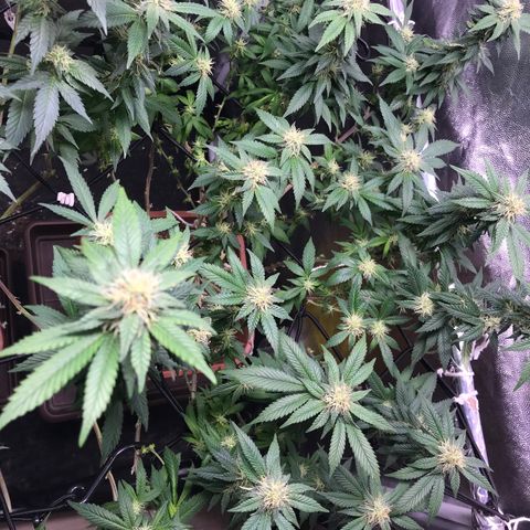Banana clone  growlog photo: 4 semana flora 