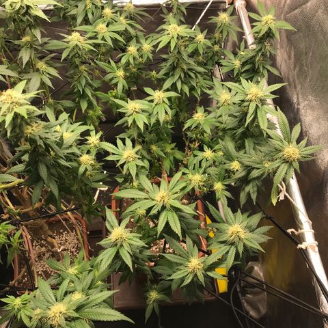 Banana clone  growlog photo: 4 semana flora 
