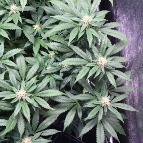 Banana clone  growlog photo: 4 semana flora 