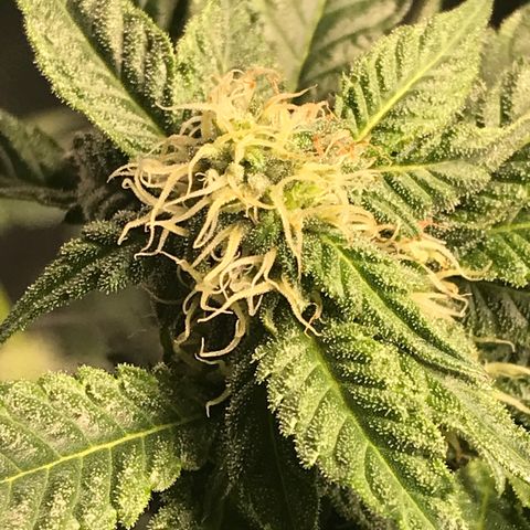 Ice cream cake growlog timeline photo