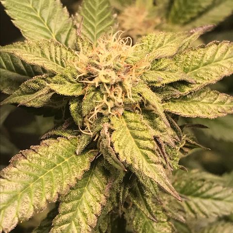 Ice cream cake growlog timeline photo