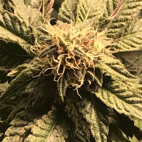 Ice cream cake growlog timeline photo