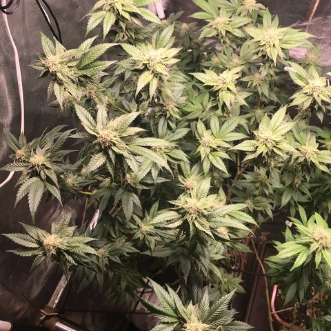 Ice cream cake growlog timeline photo