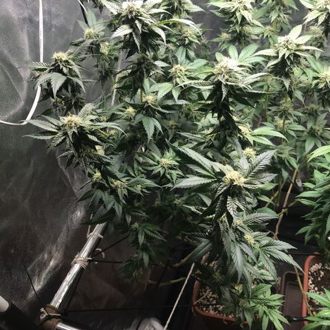 Ice cream cake growlog timeline photo