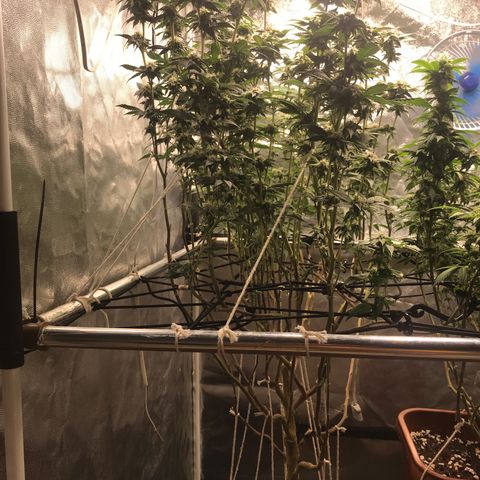 Ice cream cake growlog timeline photo