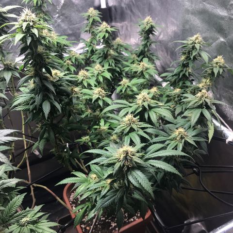 Banana clone  growlog timeline photo