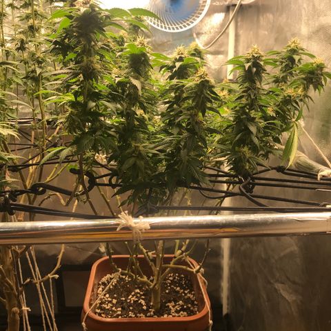 Banana clone  growlog timeline photo