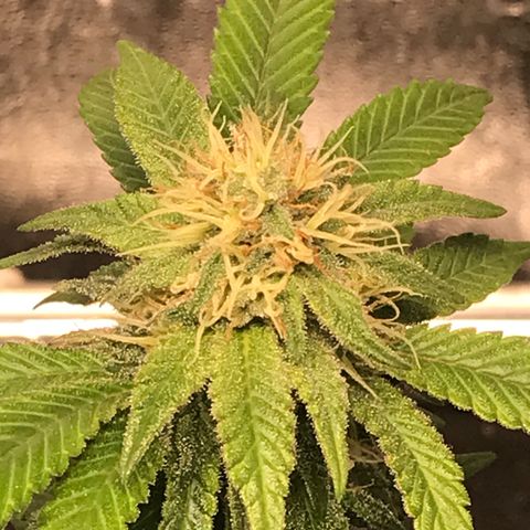 Banana clone  growlog timeline photo