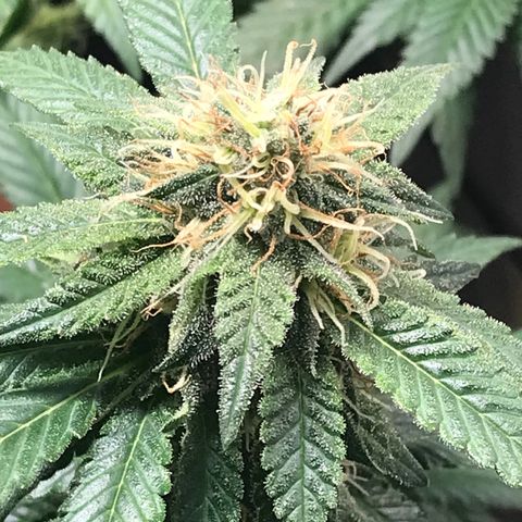 Banana clone  growlog timeline photo