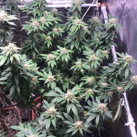 Banana clone  growlog timeline photo