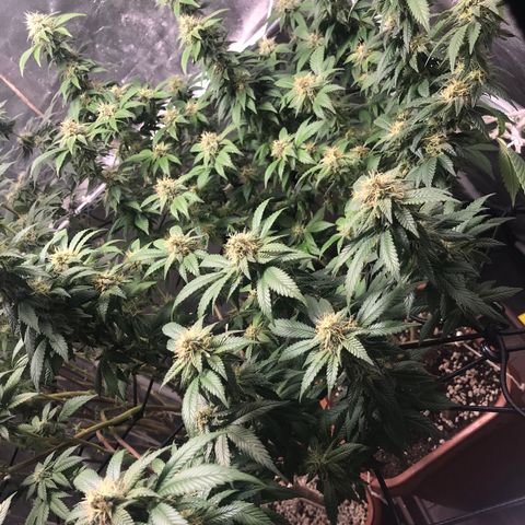 Banana clone  growlog timeline photo