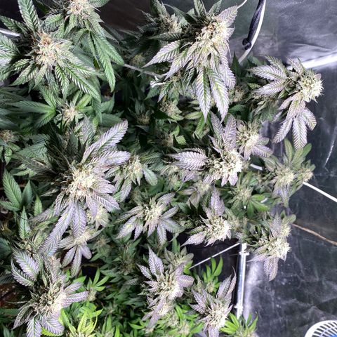 Ice cream cake growlog timeline photo
