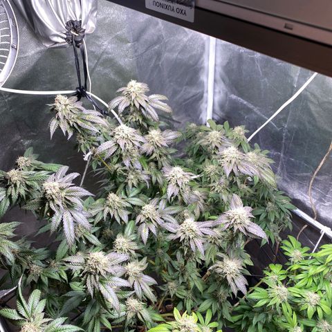 Ice cream cake growlog timeline photo