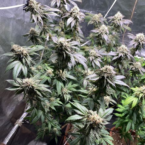 Ice cream cake growlog timeline photo