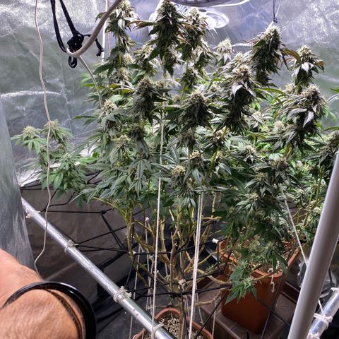 Ice cream cake growlog timeline photo