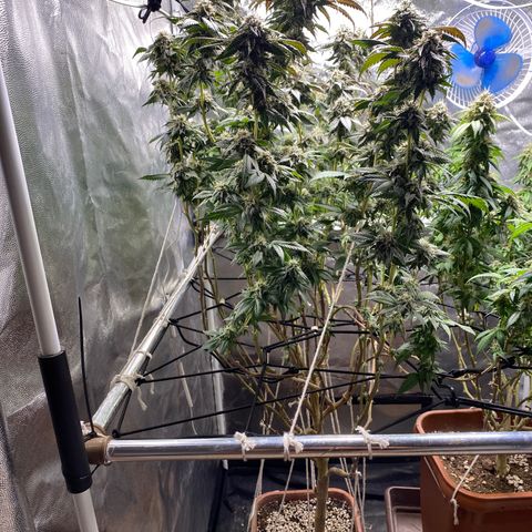 Ice cream cake growlog timeline photo