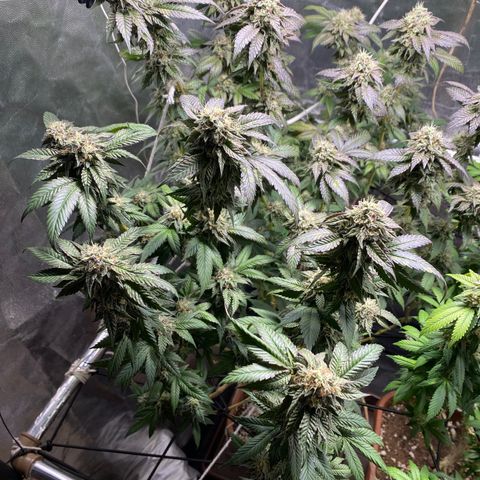 Ice cream cake growlog timeline photo