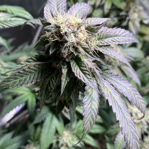 Ice cream cake growlog timeline photo