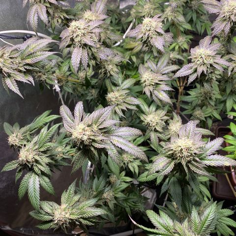 Ice cream cake growlog timeline photo