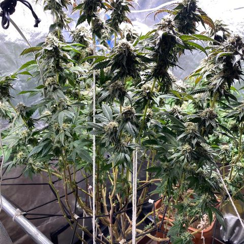 Ice cream cake growlog timeline photo
