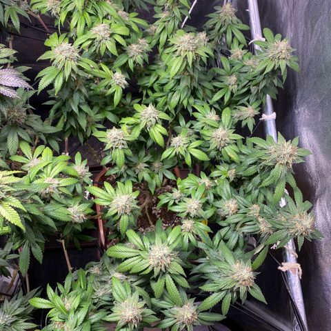 Banana clone  growlog timeline photo