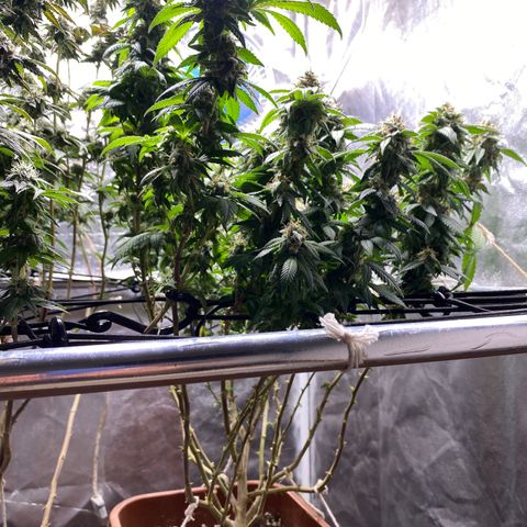 Banana clone  growlog timeline photo