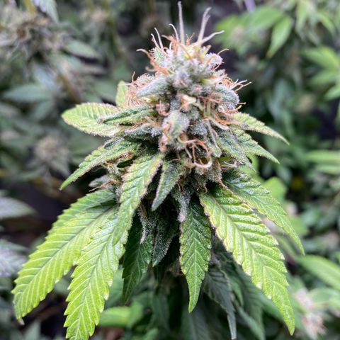 Banana clone  growlog timeline photo