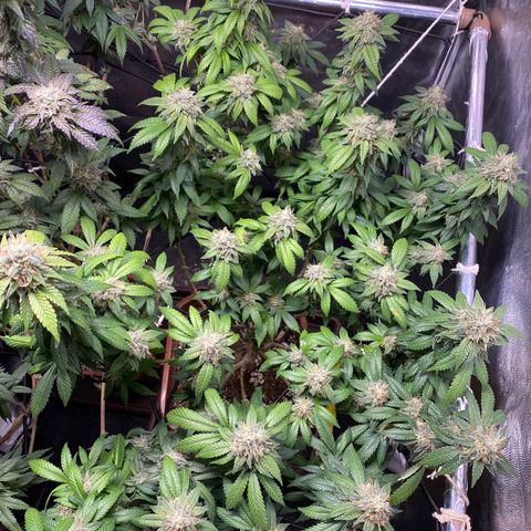 Banana clone  growlog timeline photo
