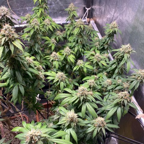Banana clone  growlog timeline photo