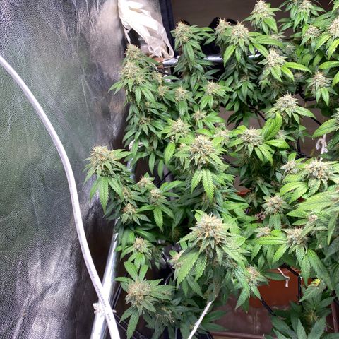 Banana clone  growlog timeline photo