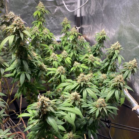 Banana clone  growlog timeline photo