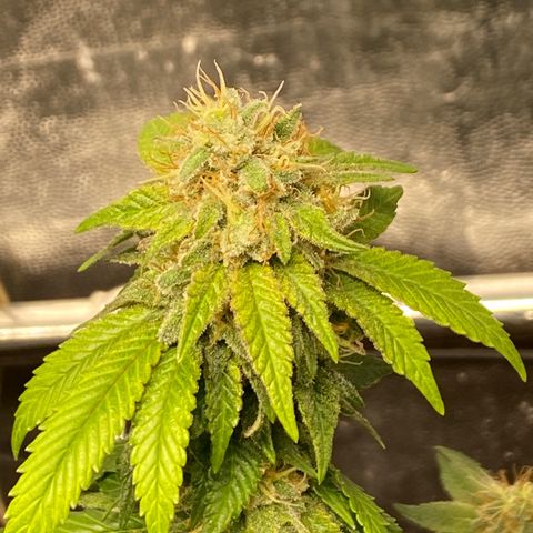 Banana clone  growlog timeline photo