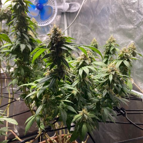 Banana clone  growlog timeline photo