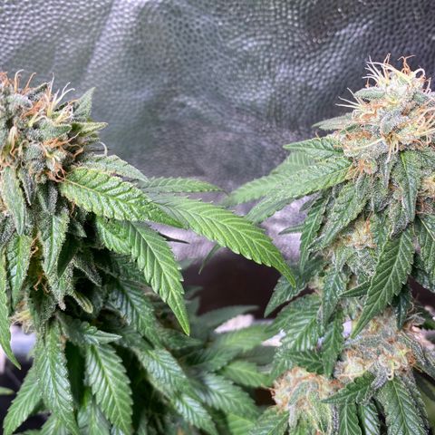 Banana clone  growlog timeline photo