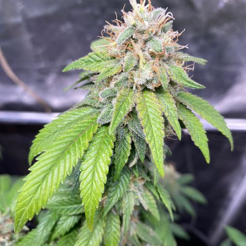 Banana clone  growlog timeline photo