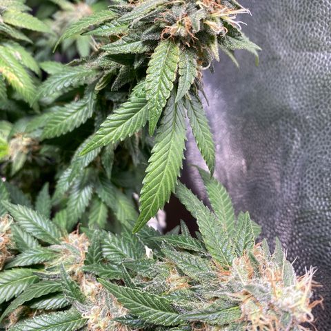Banana clone  growlog timeline photo