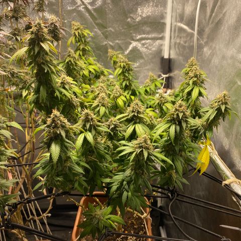 Banana clone  growlog timeline photo