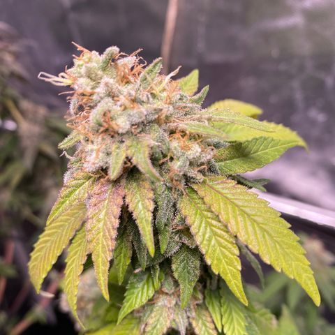 Banana clone  growlog timeline photo