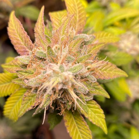 Banana clone  growlog timeline photo