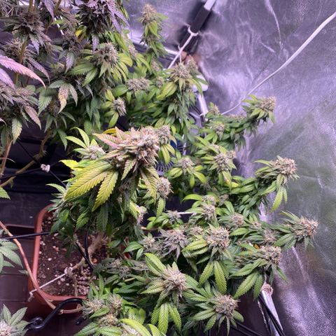 Banana clone  growlog timeline photo