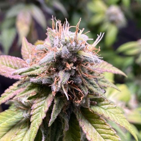 Banana clone  growlog timeline photo