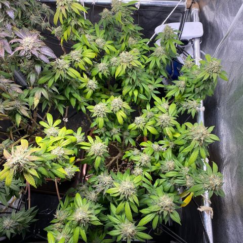 Banana clone  growlog timeline photo
