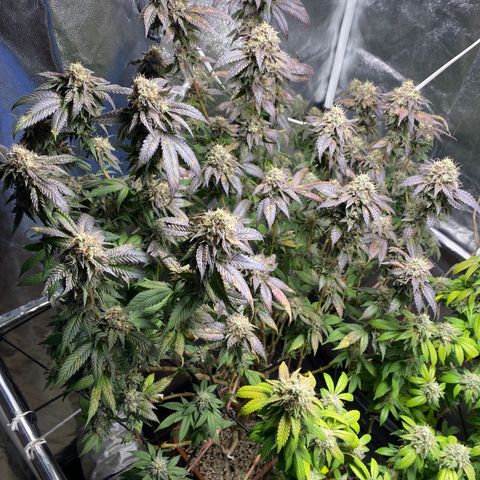 Ice cream cake growlog timeline photo