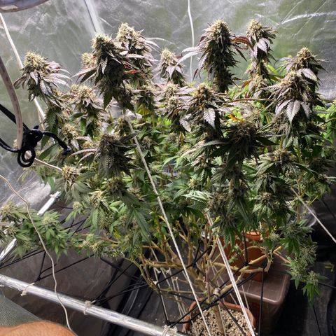 Ice cream cake growlog timeline photo