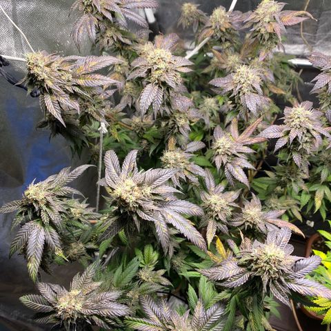 Ice cream cake growlog timeline photo